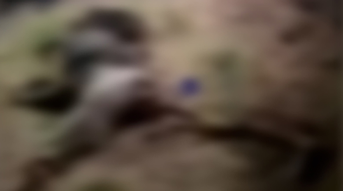 تصویر خبر تصاویر تازه از پیکر الهه حسین نژاد؛ چه بر سر جسد آمده؟