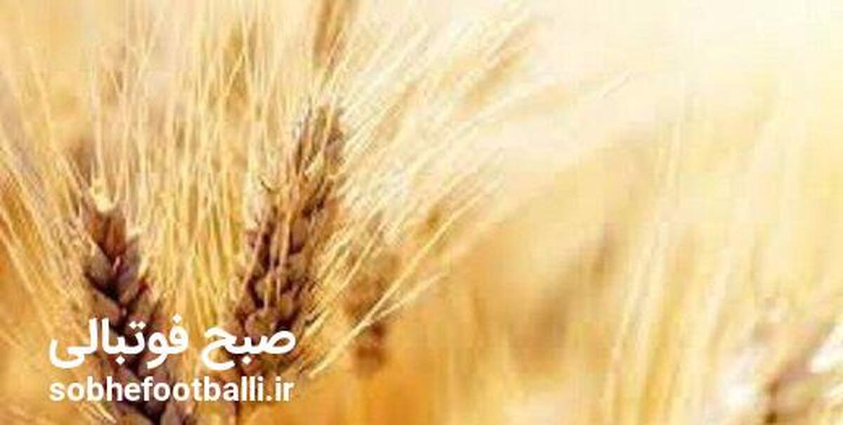 گندمکاران بخوانند؛ خبر جدید درباره پرداخت مطالبات گندمکاران