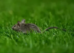 زنده&zwnj;گیری موش در ورزشگاه الدترافورد! (عکس)