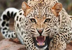 تصویر خبر ویدئوی جالب از پلنگی که مثل انسان ایستاد