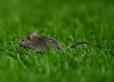 تصویر خبر زنده&zwnj;گیری موش در ورزشگاه الدترافورد! (عکس)