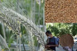 ترتیکاله؛ غله مقاوم و کم&zwnj;آب استان فارس که بهترین جایگزین گندم و ذرت است، آب کم می&zwnj;خواهد و سود بسیار بالایی دارد