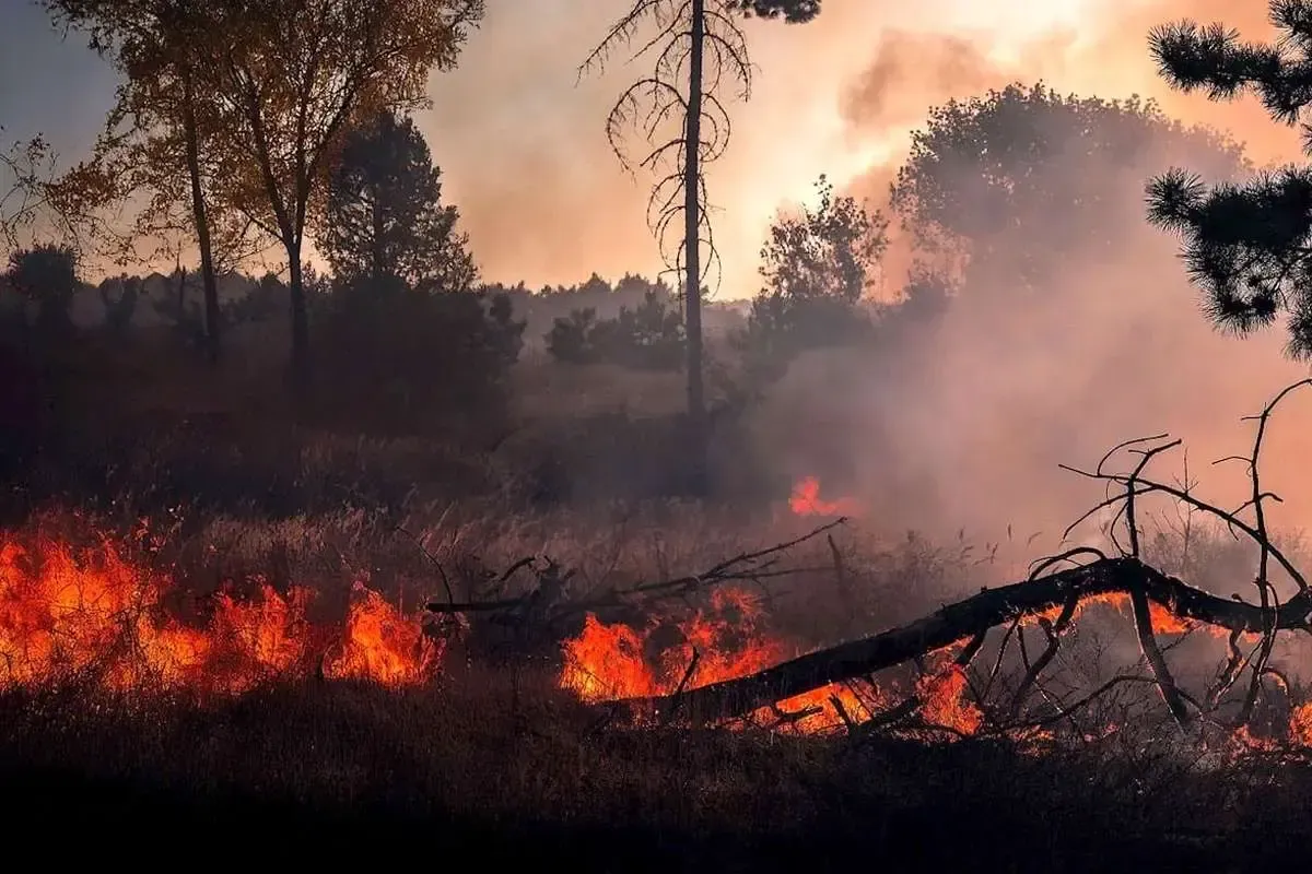 فاجعه در جنگل&zwnj;های هیرکانی؛ آیا آتش&zwnj;سوزی الیت هنوز ادامه دارد؟ ردپای خطای انسانی در شعله&zwnj;های مهارنشده