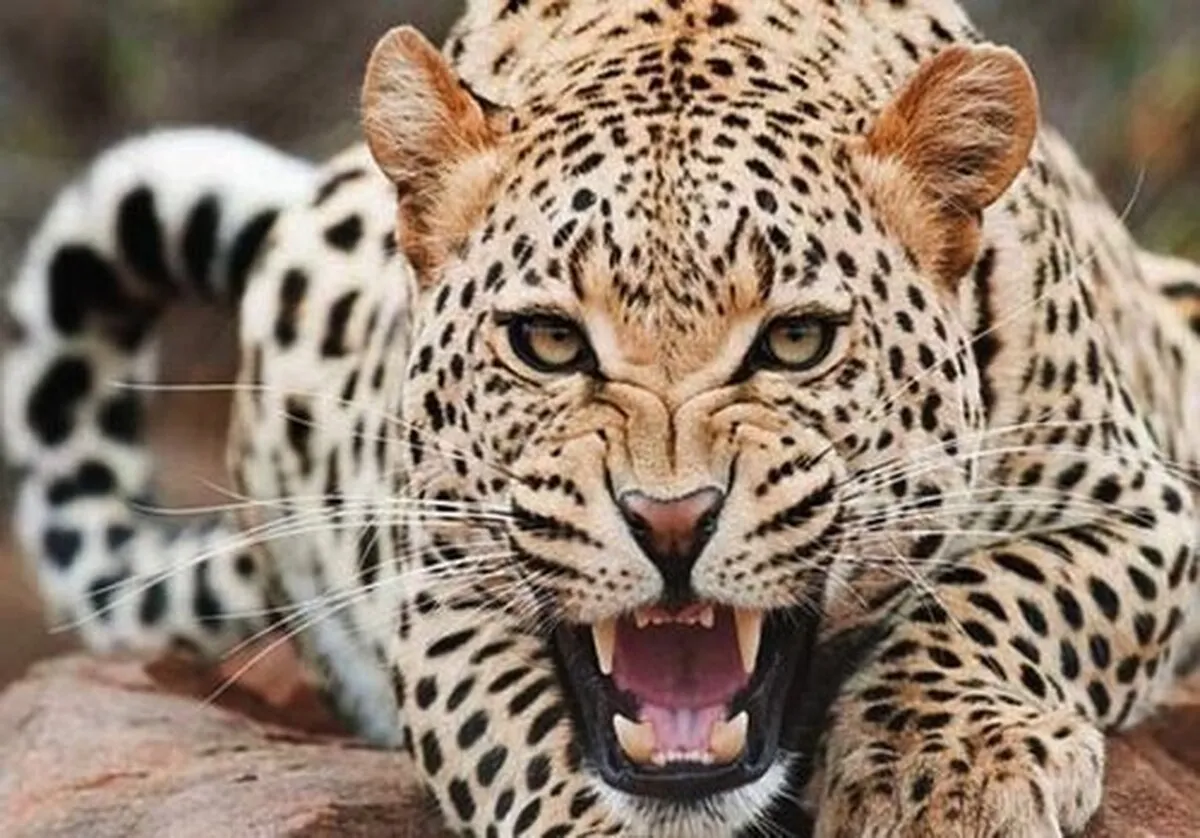 ویدئوی جالب از پلنگی که مثل انسان ایستاد