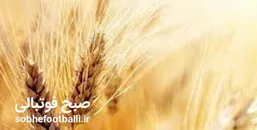 گندمکاران بخوانند؛ خبر جدید درباره پرداخت مطالبات گندمکاران