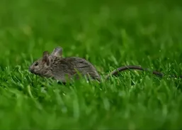 زنده&zwnj;گیری موش در ورزشگاه الدترافورد! (عکس)