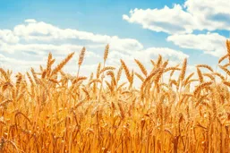 آخرین خبر از پرداخت مطالبات گندمکاران امروز شنبه ۲۱ تیر ماه ۱۴۰۴